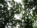 キビタキのさえずり(姿なし) キビタキのさえずり(姿なし)