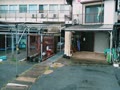 常神のソテツ 常神のソテツ