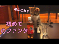 初めてファンタを見た猫が秒で見切りをつけた反応が面白かわいいw 初めてファンタを見た猫が秒で見切りをつけた反応が面白かわいいw